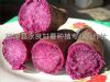 供应紫菁2号紫薯型—甘薯种子