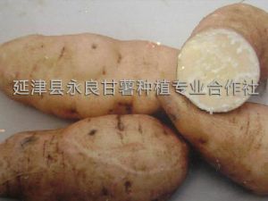 供应北京55淀粉型—甘薯种子