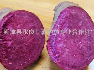 供应紫菁1号-脱毒甘薯种子