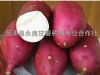 供应商薯19-淀粉型甘薯种子