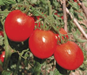 供应东方红一号番茄—番茄种子