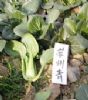 供应苏州青—叶菜类种子
