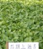 供应苗期上海青—叶菜类种子