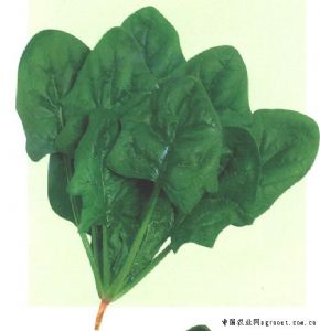 供应菠菜种子-盛绿菠菜