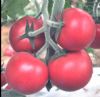 供应毛T—番茄种子