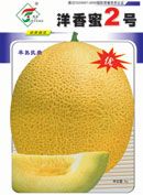 洋香蜜2号——甜瓜种子