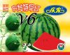 供应庆发特早红V6—西瓜种子