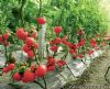 供应欧粉308F1—番茄种子
