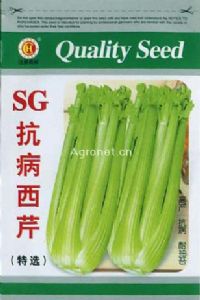 供应SG抗病西芹—西芹种子