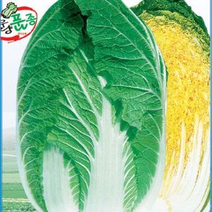供应黄龙春—白菜种子