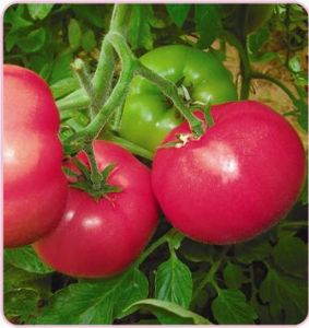 供应东洋—番茄种子