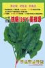 供应抗病（99Y）墨绿娜—菠菜种子