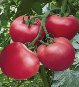 供应粉秀——番茄种子