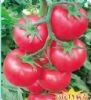 供应金粉168——番茄种子