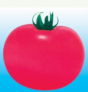 供应超冠—番茄种子