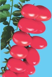 供应新千禧11号（樱桃番茄）—番茄种子