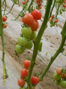 供应新改良春桃番茄-台湾进口桃形小番茄种子