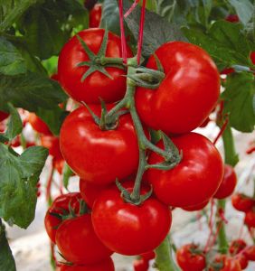 供应DRW8070—番茄种子