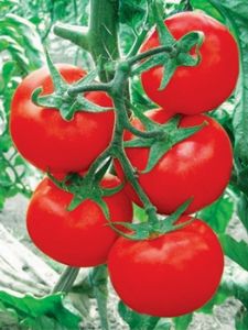 供应以色列13号—番茄种子