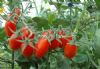供应夏红宝--番茄种子