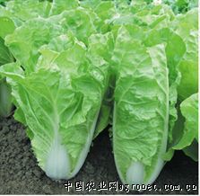 供应高科快菜（96杂9）—白菜种子