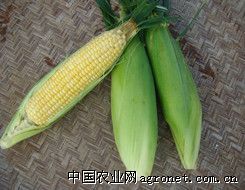 供应夏美甜5号—玉米种子