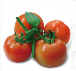 供应娇娘—番茄种子