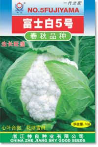 供应富士白5号—花椰菜种子