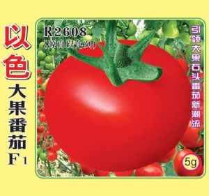 供应以色R2608大果番茄F1种子