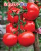 供应金粒王子石头番茄（333）—番茄种子