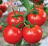 供应金粒王石头番茄（3111）—番茄种子