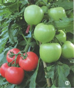 供应瑞琦佳特—番茄种子