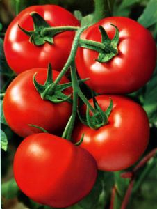 供应巴比伦—番茄种子