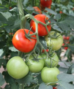 供应威廉—番茄种子