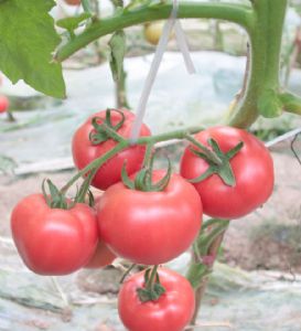 供应希顿—番茄种子