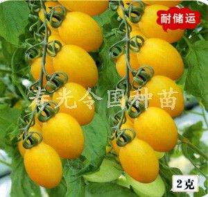 小番茄种子--精选金童(台湾引进)