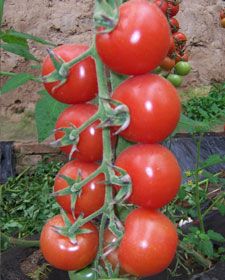 供应串番茄种子