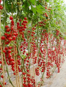 供应田蜜密—番茄种子