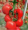 供应乐美—番茄种子