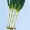 供应福龙—日本原装进口大葱种子