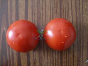 供应耐贮运硬红番茄T11-番茄种子