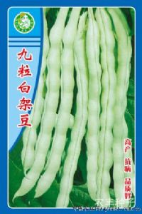 供应九粒白架豆种子