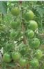 供应翡翠—番茄种子
