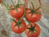 供应普罗旺斯—番茄种子