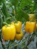 供应丽丽芭(绿转黄甜椒)—甜椒种子
