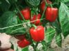 供应朱米拉(绿转红甜椒)—甜椒种子