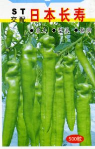 尖椒种子——日本长寿