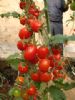 釜山88F1-番茄种子