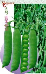 供应—春城5号食米豌豆—豌豆种子