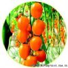 供应金币—番茄种子